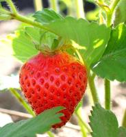 strawberry's Avatar