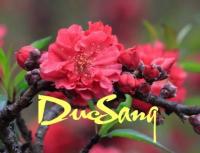 DucSang's Avatar